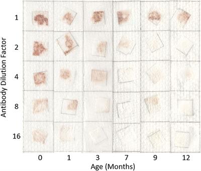 Activity and Longevity of Antibody in Paper-Based Blood Typing Diagnostics